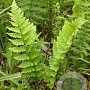 Dryopteris cristata GM P9