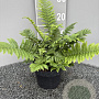 Dryopteris cycadina GM 2,0L