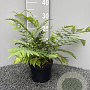 Dryopteris marginalis GM 2,0L