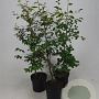 Fagus sylvatica 100-125 cm 5,0L