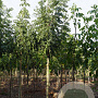 Fraxinus e. 'Westhof's Glorie' 14-16 HO draadkluit
