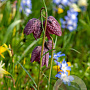 Fritillaria meleagris GM P9
