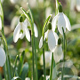 Galanthus nivalis GM P9 BIO