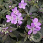 Geranium macul. 'Espresso' GM P9 BIO