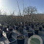 Gleditsia triac. 'Sunburst' 175-200 cm 50L