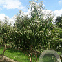 Heptacodium miconioides 200-225 cm met kluit