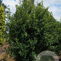 Ilex aq. 'Alaska' 200-250 cm draadkluit struik