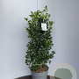 Ilex meserv. Heckenfee 150-175 cm draadkluit struik