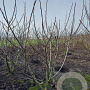 Juglans regia 200-250 cm draadkluit meerstammig