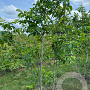 Juglans regia 350-400 cm draadkluit meerstammig op aanvraag
