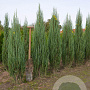 Juniperus s. 'Blue Arrow' 125-150 cm met kluit
