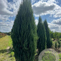 Juniperus s. 'Blue Arrow' 250-300 cm draadkluit solitair