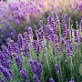 Lavandula ang. Blue Scent GM P9