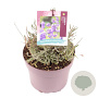 Lavandula ang. 'Hidcote' GM 2,0L