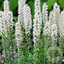 Liatris spicata 'Alba' GM P9
