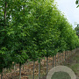 Liquidambar s. 'Worplesdon' 10-12 HO draadkluit