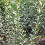 Ligustrum vulgare 125-150 cm met kluit struik