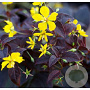 Lysimachia ciliata 'Firecracker' GM P9