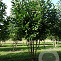 Magnolia kobus 200-250 cm draadkluit meerstammig
