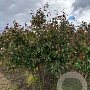 Malus 'Rudolph' 200-250 cm draadkluit meerstammig