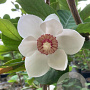 Magnolia sieboldii 175-200 cm 20L