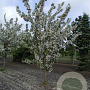 Malus 'Van Eseltine' 250-300 cm draadkluit meerstammig