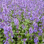 Nepeta racemosa 'Grog' GM P9 BIO
