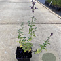 Nepeta 'Walker's Low' GM P9