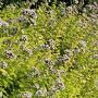 Origanum vulg. 'Thumble's Variety' GM P9 BIO