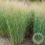 Panicum virgatum 'Heavy Metal' GM P9 BIO