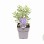 Perovskia 'Blue Spire' GM 2,0L