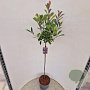 Photinia fraseri 'Red Robin' 90 cm stam 10L
