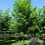 Platanus or. 'Minaret' 12-14 HO draadkluit