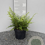 Polystichum set. 'Proliferum' GM 2,0L