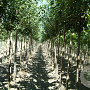 Prunus a. 'Landscape Bloom' 12-14 HO draadkluit