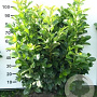 Prunus l. Etna 80-100 cm met kluit