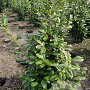 Prunus l. 'Novita' 100-125 cm met kluit