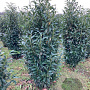 Prunus l. Genolia 150-175 cm draadkluit struik