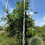Quercus cerris 200-250 cm draadkluit meerstammig