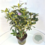 Rhododendron 'Catawb. Grandiflorum' 60-80 cm 10L