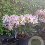 Rhododendron 'Cosmopolitan' 50-60 cm 7,5L