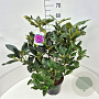 Rhododendron 'Lee's Dark Purple' 50-60 cm 7,5L