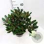 Rhododendron yakushimanum 'Millennium Gold' 30-40 cm 5,0L struik