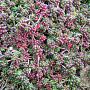Sedum album 'Coral Carpet' GM P9 BIO