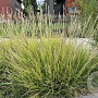 Sesleria autumnalis GM P9