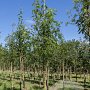 Sorbus aucuparia 12-14 HO draadkluit