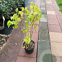 Syringa vulgaris 80-100 cm 7,5L