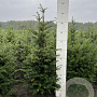 Taxus baccata 80-100 cm met kluit