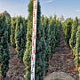 Taxus b. 'Fastigiata Robusta' 150-175 cm met kluit