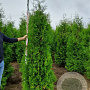 Thuja occ. 'Brabant' 225-250 cm met kluit
